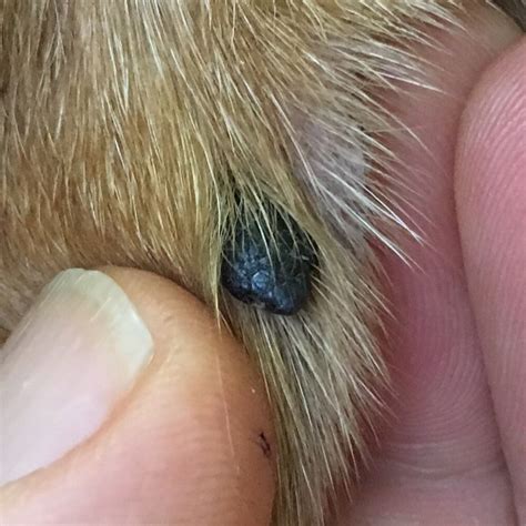 pictures of skin melanoma in dogs
